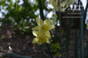Narcissus botanique 'Pipit' - La Pépinière d'Agnens