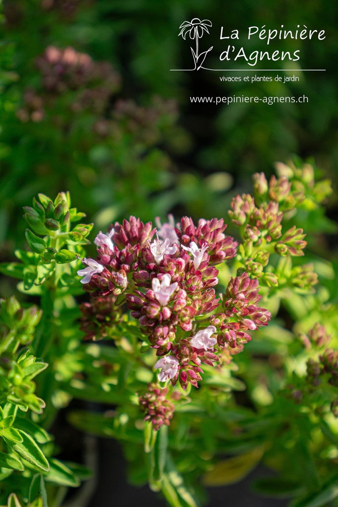Origanum vulgare 'Compactum' - La pépinière d'Agnens