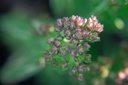 Origanum vulgare 'Compactum' - La pépinière d'Agnens