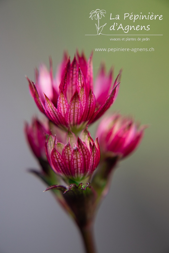 Astrantia major 'Ruby Wedding' - La pépinière d'Agnens