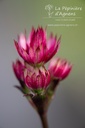 Astrantia major 'Ruby Wedding' - La pépinière d'Agnens