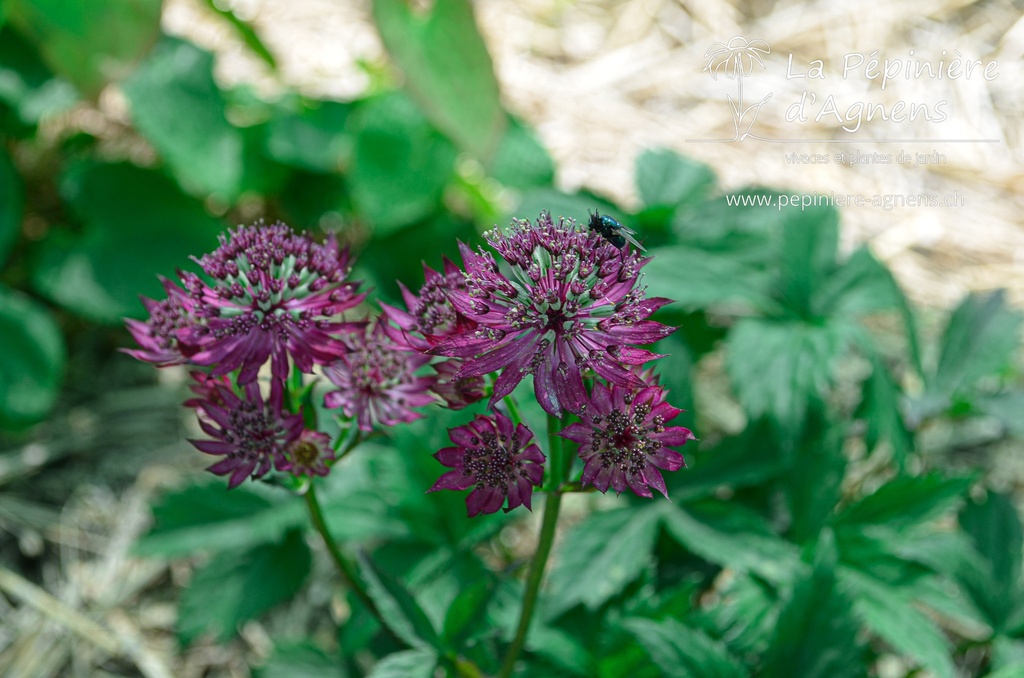 Astrantia major 'Ruby Wedding' - La pépinière d'Agnens