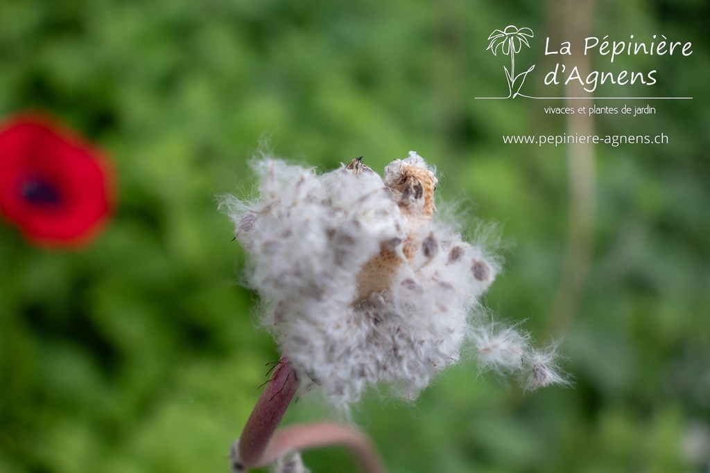 Anemone coronaria 'Hollandia'