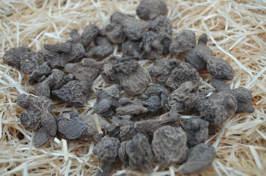 Anemone coronaria 'Hollandia'