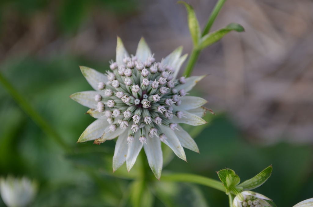 Astrantia major 'Star of Billion' - La pépinière d'Agnens