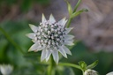 Astrantia major 'Star of Billion' - La pépinière d'Agnens