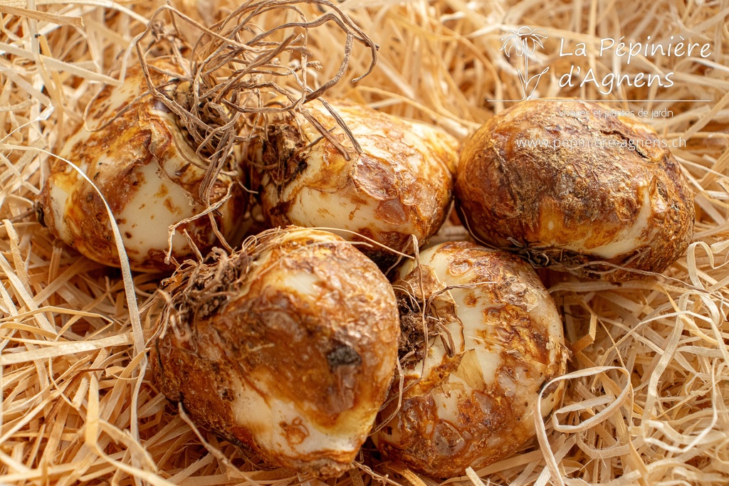 Camassia leichtlinii 'Caerulea'-La Pépinière d'Agnens