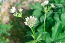 Astrantia major 'Star of Billion' - La pépinière d'Agnens