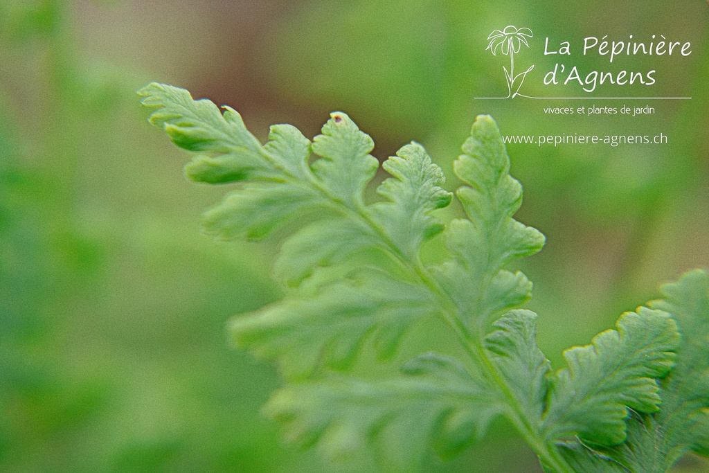 Athyrium filix-femina - La pépinière d'Agnens