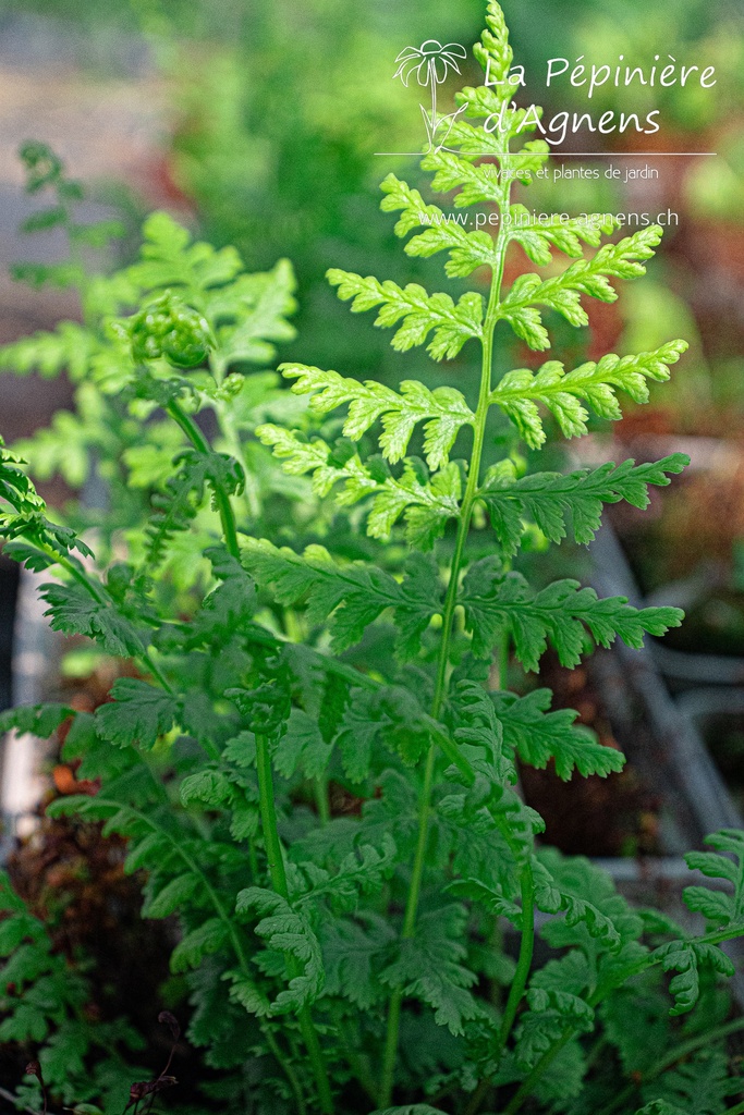 Athyrium filix-femina - La pépinière d'Agnens