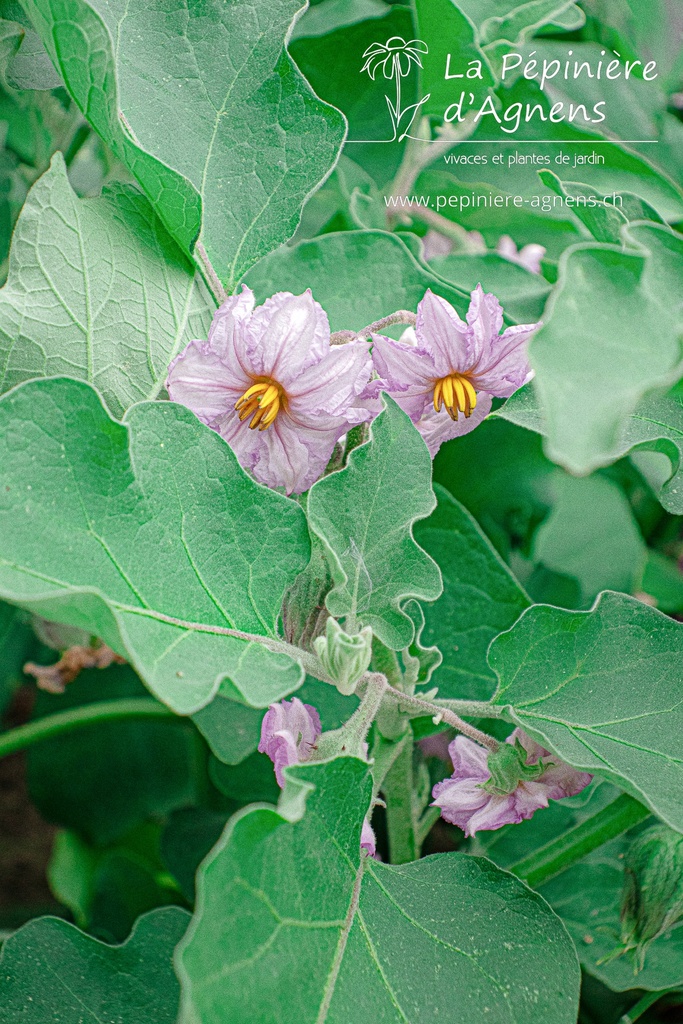 Aubergine cultivar 'Black Beauty' - La pépinière d'Agnens