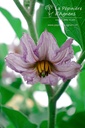 Aubergine cultivar 'Black Beauty' - La pépinière d'Agnens