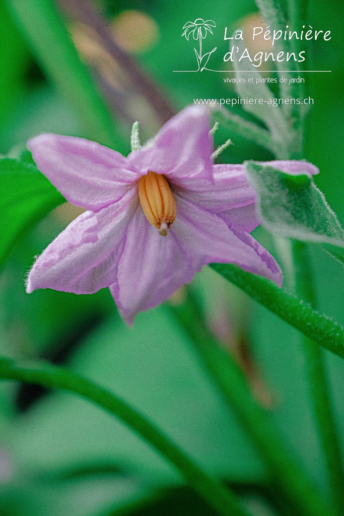 Aubergine cultivar 'Pink Lady' - La pépinière d'Agnens