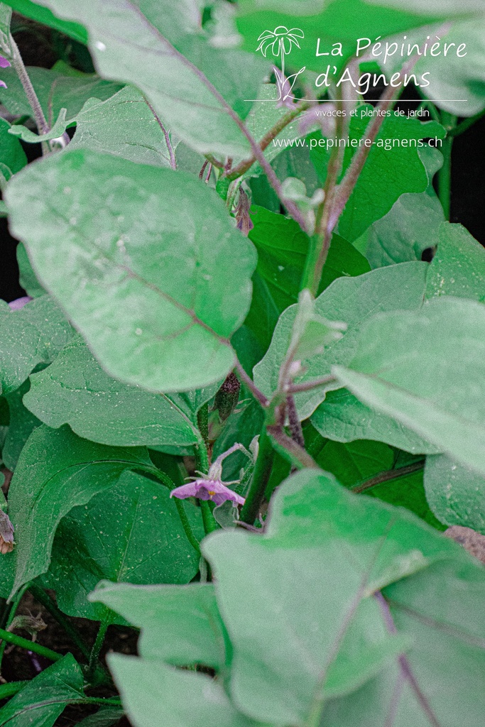 Aubergine cultivar 'Pink Lady' - La pépinière d'Agnens