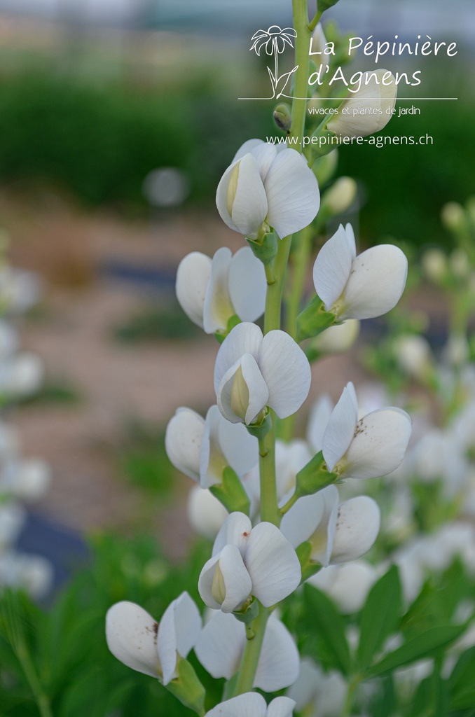 Baptisia australis 'Alba' - La pépinière d'Agnens