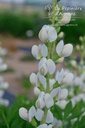 Baptisia australis 'Alba' - La pépinière d'Agnens