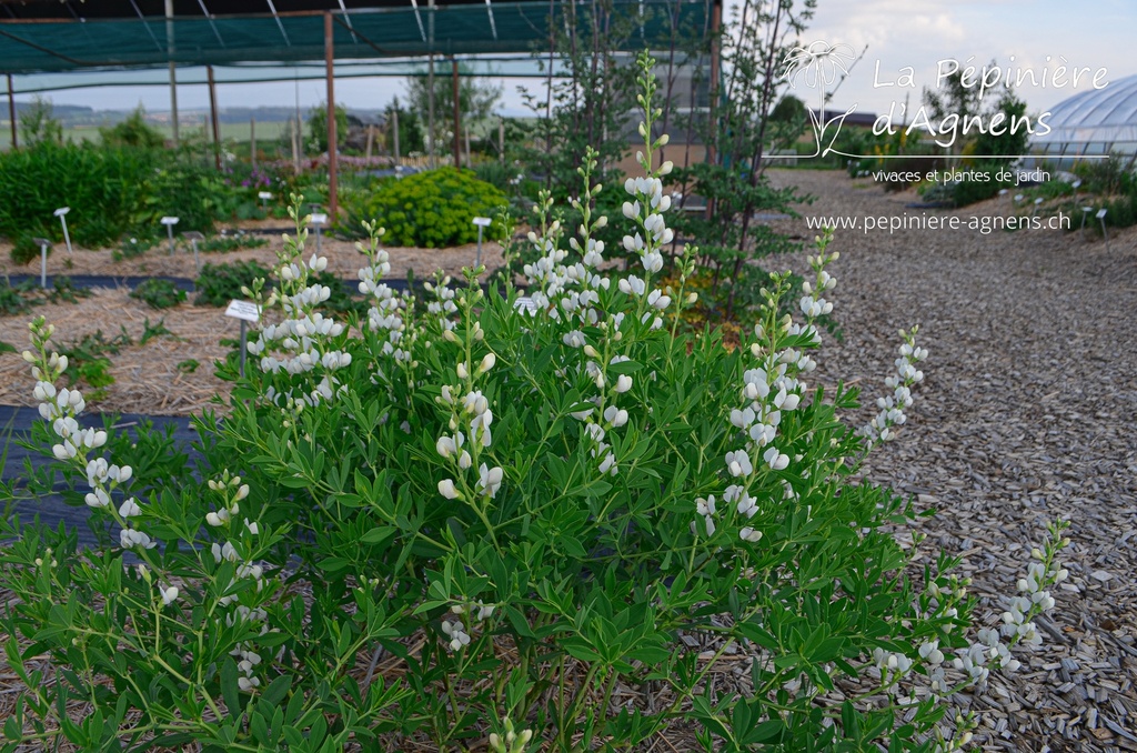 Baptisia australis 'Alba' - La pépinière d'Agnens