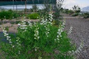 Baptisia australis 'Alba' - La pépinière d'Agnens