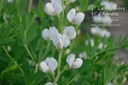 Baptisia australis 'Alba' - La pépinière d'Agnens
