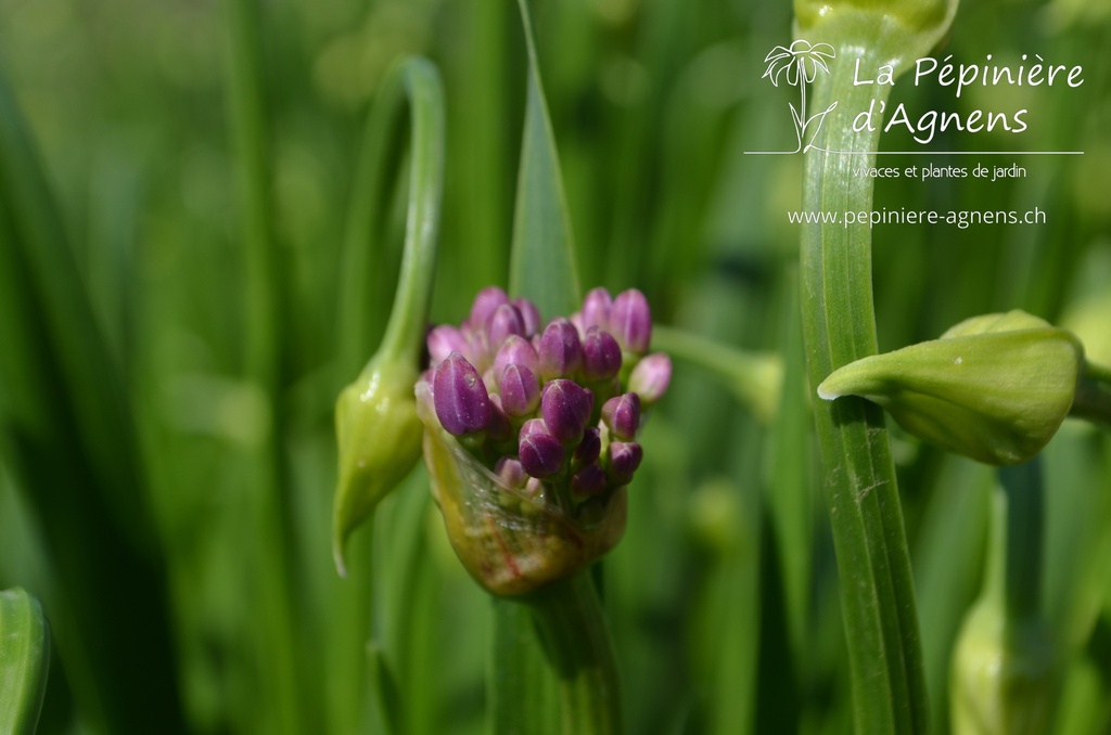 Allium hybride 'Millenium'