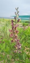 Baptisia hybride 'Chocolate Chip' - La pépinière d'Agnens