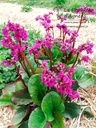 Bergenia cordifolia 'Eroica' - La pépinière d'Agnens