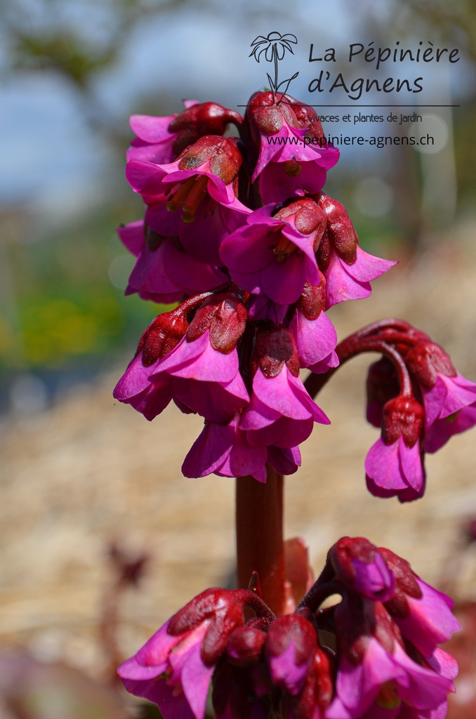 Bergenia cordifolia 'Eroica' - La pépinière d'Agnens