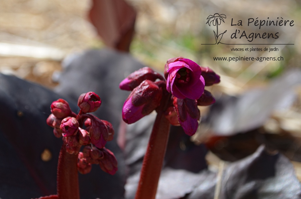 Bergenia cordifolia 'Eroica' - La pépinière d'Agnens