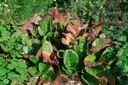 Bergenia cordifolia 'Eroica' - La pépinière d'Agnens