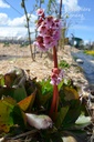 Bergenia hybride 'Baby Doll' - La pépinière d'Agnens