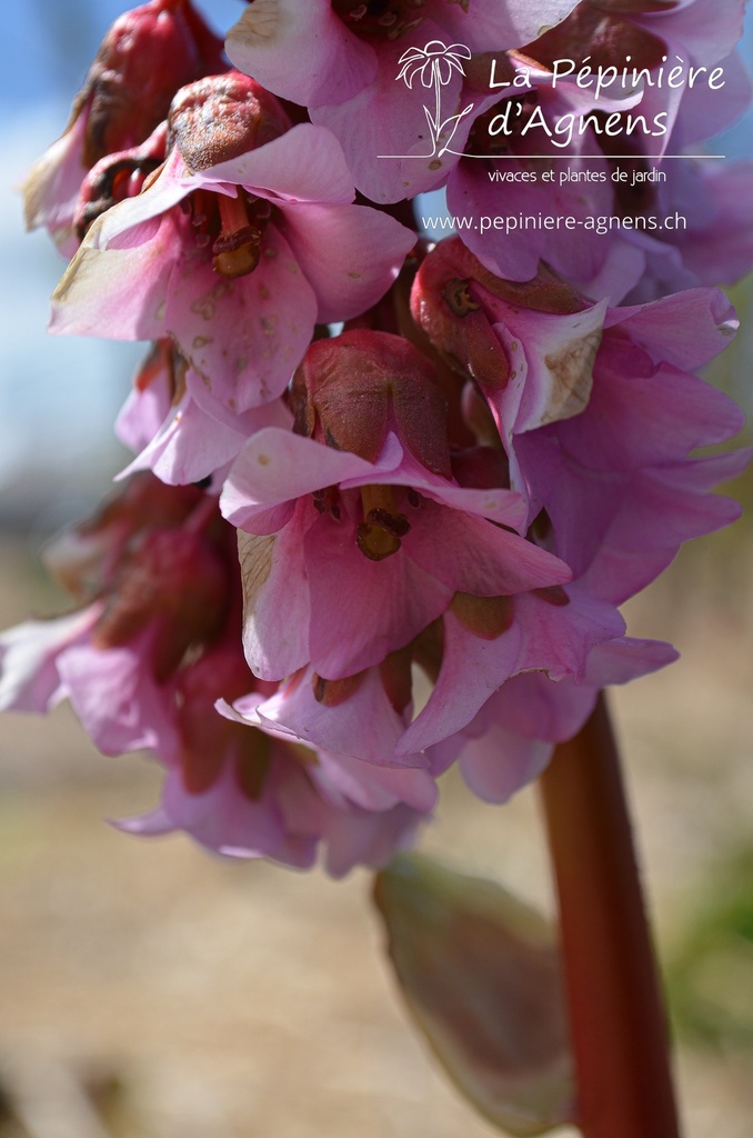 Bergenia hybride 'Baby Doll' - La pépinière d'Agnens