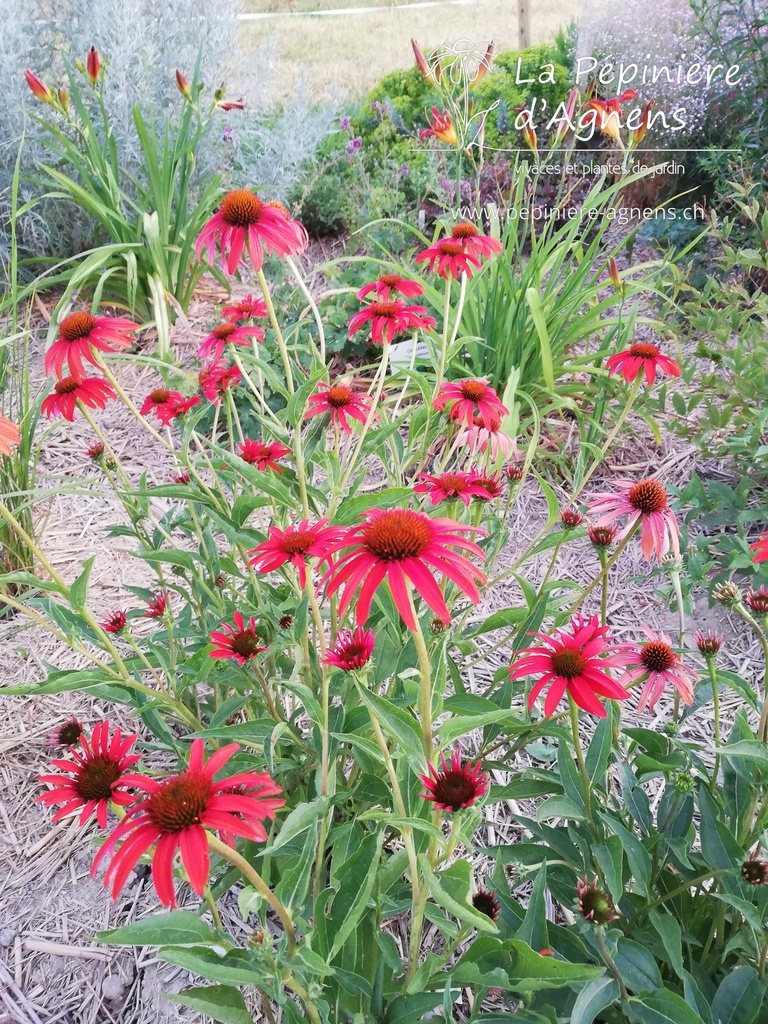 Assortiment découverte échinacées