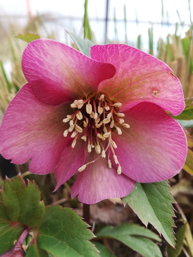Assortiment découverte rose de noël (helleborus)