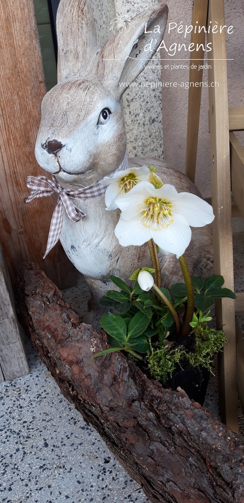 Assortiment découverte rose de noël (helleborus)