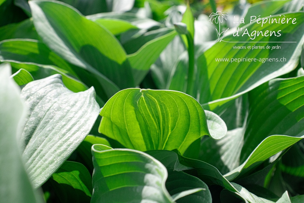 Assortiment découverte Hosta