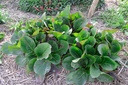 Bergenia hybride 'Baby Doll' - La pépinière d'Agnens