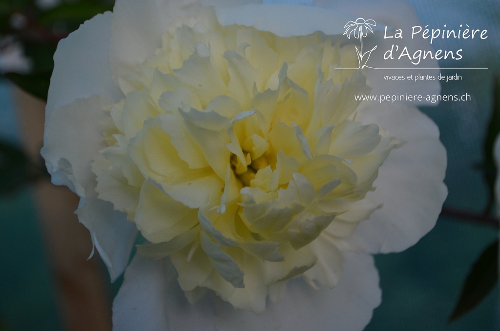 Assortiment découverte pivoine - La Pépinière d'Agnens