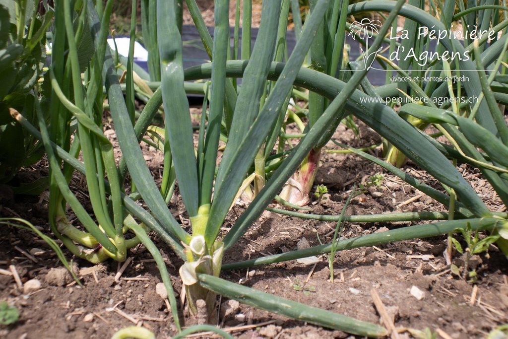 Assortiment découverte légumes perpétuels - La Pépinière d'Agnens