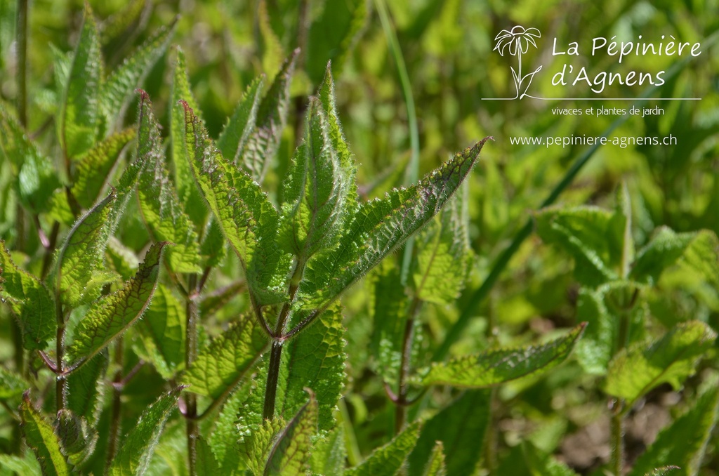 Assortiment découverte légumes perpétuels - La Pépinière d'Agnens