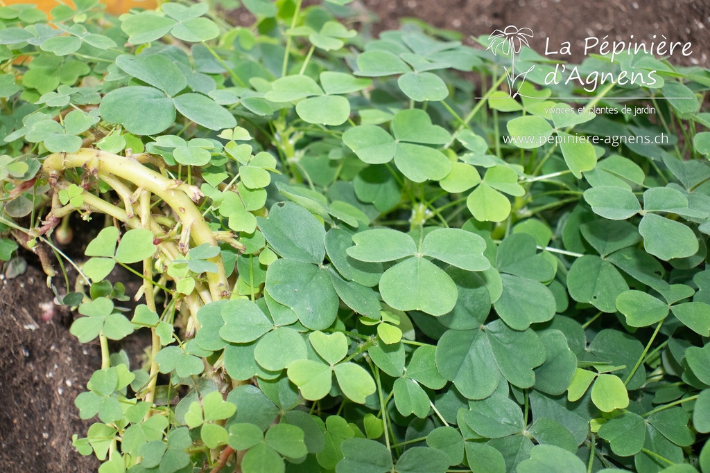 Assortiment découverte légumes perpétuels 