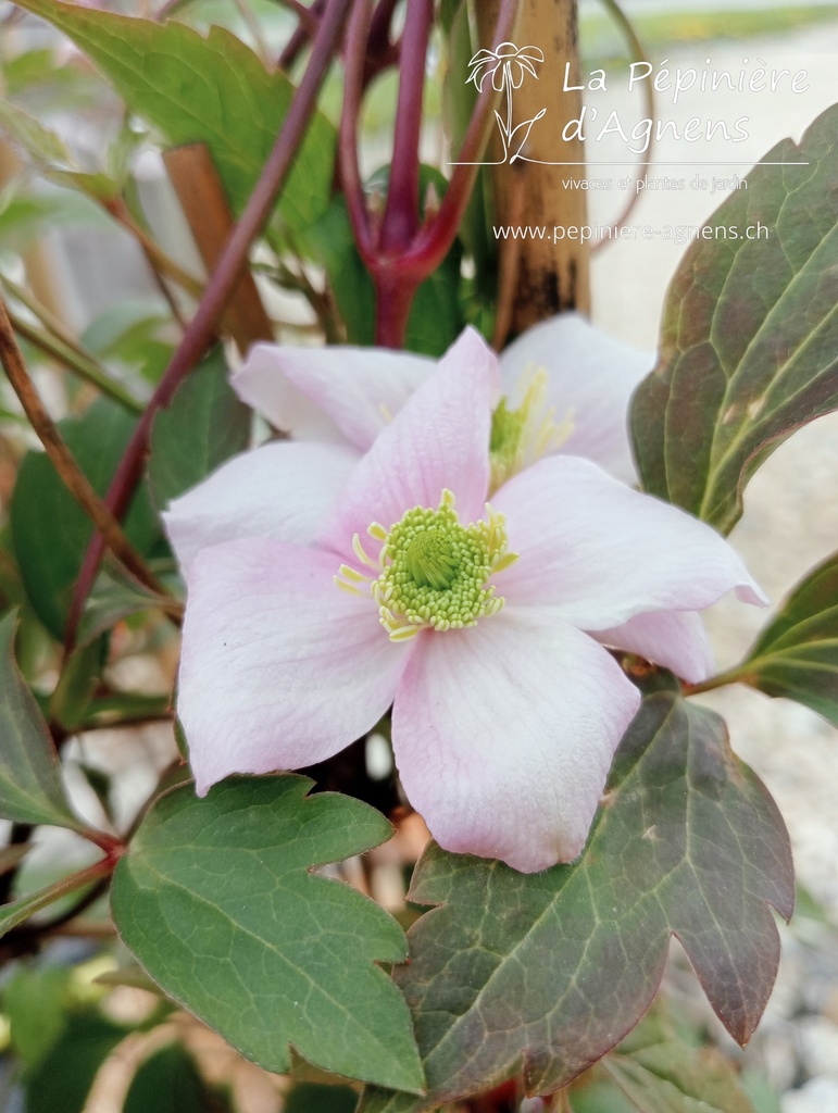 Assortiment découverte clématites grimpantes - La Pépinière d'Agnens