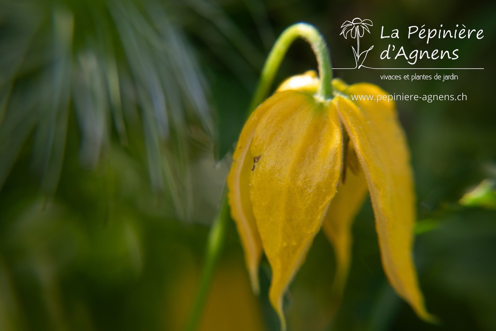 Assortiment découverte clématites grimpantes