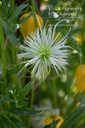 Assortiment découverte clématites grimpantes - La Pépinière d'Agnens