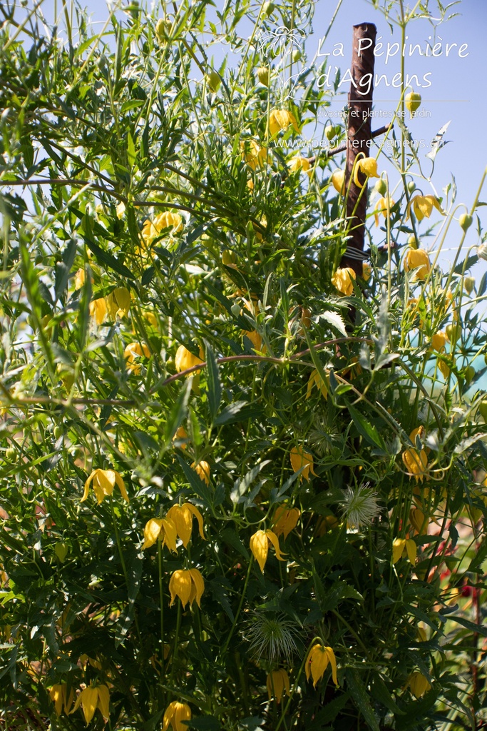 Assortiment découverte clématites grimpantes