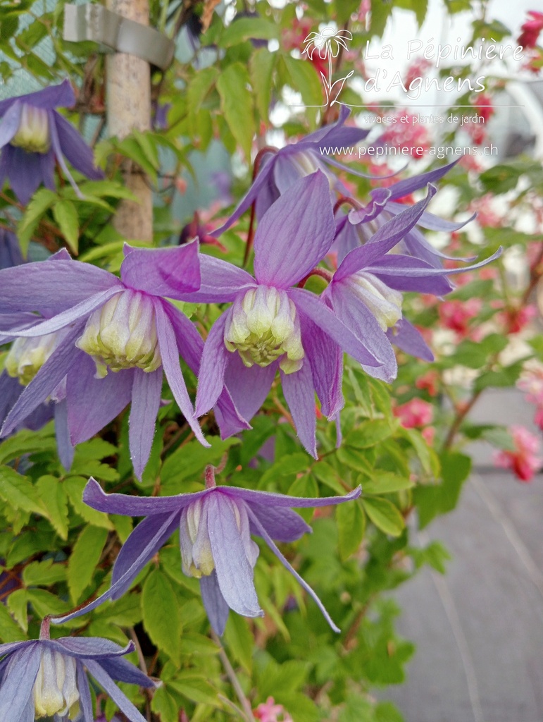 Assortiment découverte clématites grimpantes