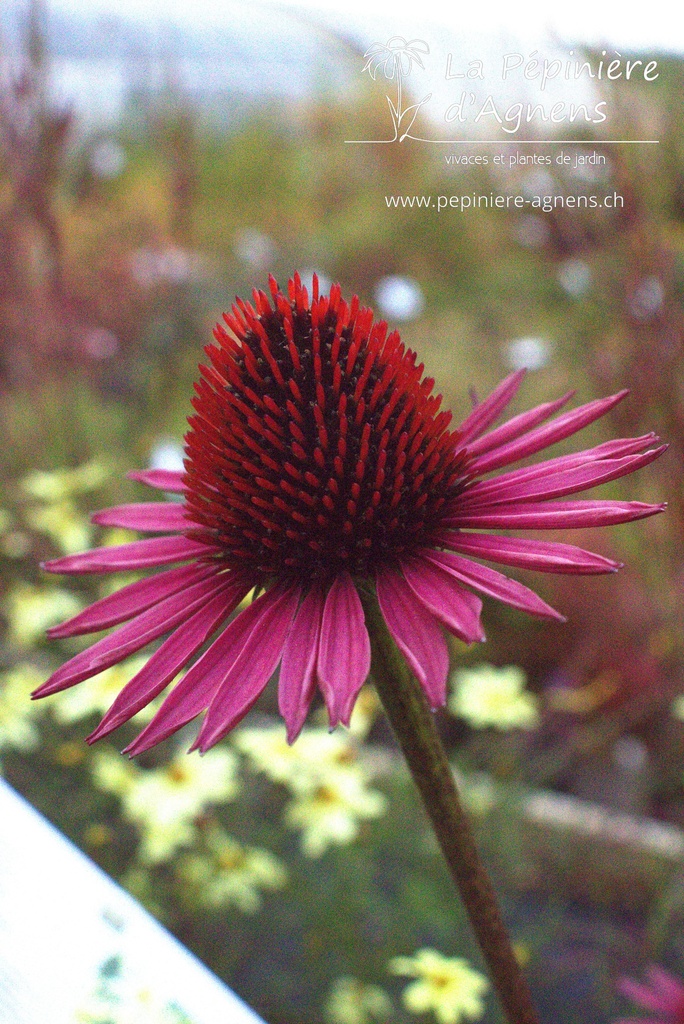 Assortiment plantes pour fleurs coupées