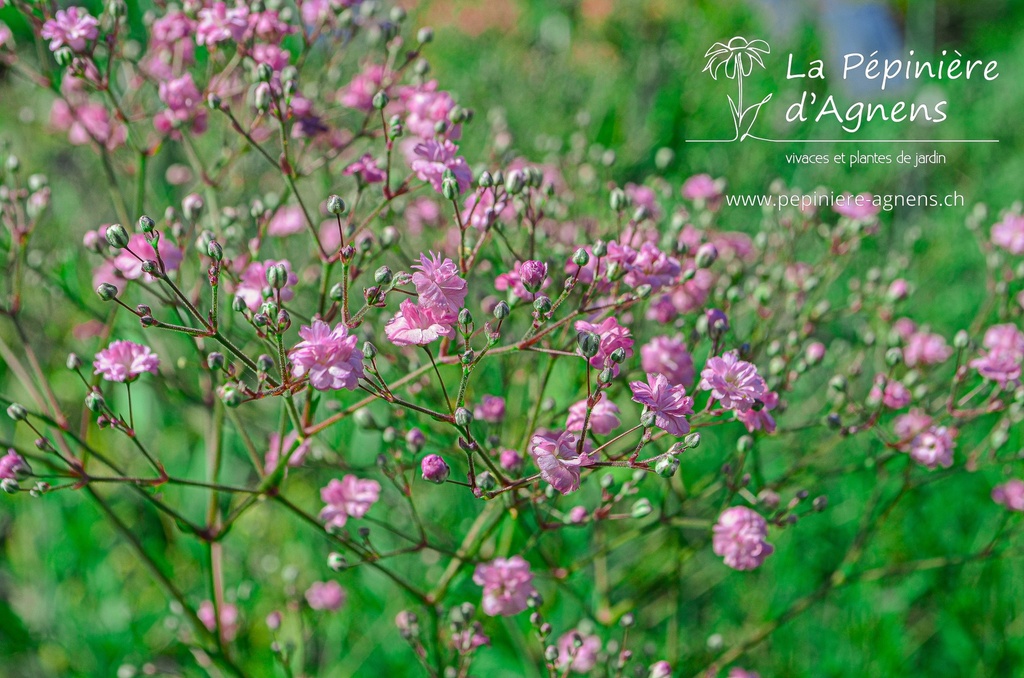 Assortiment plantes pour fleurs coupées- La Pépinière d'Agnens
