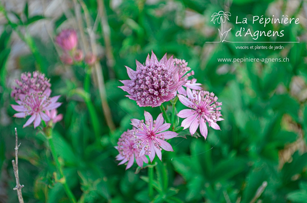Assortiment plantes pour fleurs coupées - La Pépinière d'Agnens