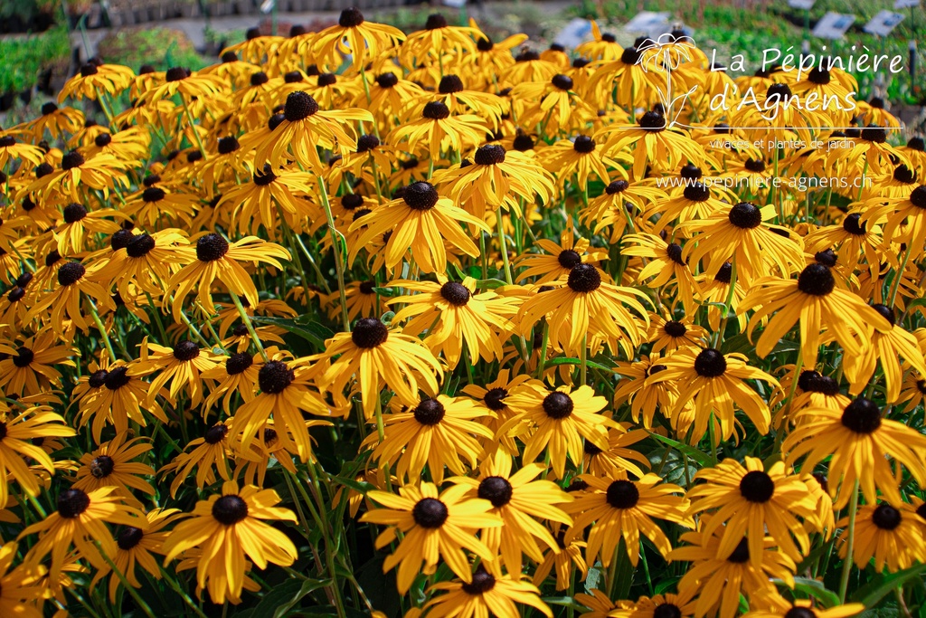 Assortiment plantes pour fleurs coupées - La Pépinière d'Agnens