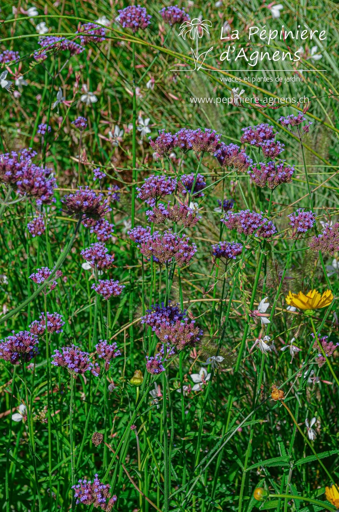 Assortiment plantes pour fleurs coupées - La Pépinière d'Agnens